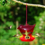 Songbird Essentials Red Bird Hummingbird Feeder 12 oz. (SEBCO312)