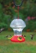 Songbird Essentials Hummingbird Feeder 52 oz. (SEBCO352)