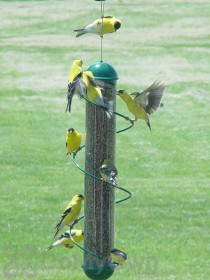 Songbird Essentials Green Spiral Finch Tube Feeder 17 in. (SEBQSBF2G)