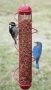 Songbird Essentials Red Peanut Bird Feeder 2 lbs. (SEBQSBF4R)