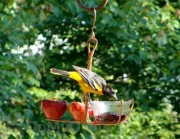 Songbird Essentials Fruit and Jelly Bird Feeder (SEHHFRJL)