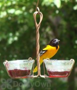 Songbird Essentials Two Cup Jelly Bird Feeder (SEHHJELY)