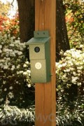 Songbird Essentials Hunter Green Nesting Box (SERUBBB100)