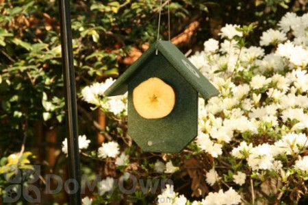 Songbird Essentials Hunter Green Fruit Bird Feeder (SERUBFR100)