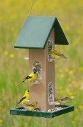 Songbird Essentials Tube Bird Feeder with Seed Tray 4 qt. (SERUBTF105)