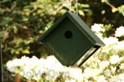 Songbird Essentials Hunter Ivory Recycled Plastic Wren Bird House (SERUBWH105)
