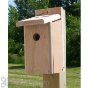 Songbird Essentials Chickadee House (SESC1005C)