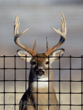 Tenax Deer Fence Pro 7.5 x 165