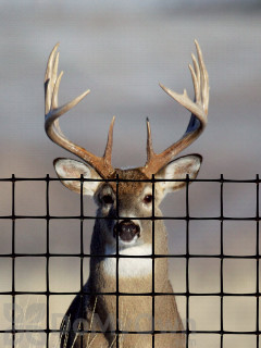 image of Tenax Deer Fence Pro 7.5 x 165