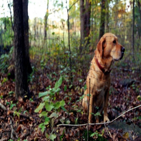 5 foot dog clearance fence