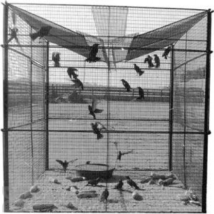 Bird Barrier Starling Trap (tt-st10)