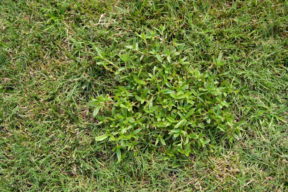 How to Get Rid of Virginia Buttonweed