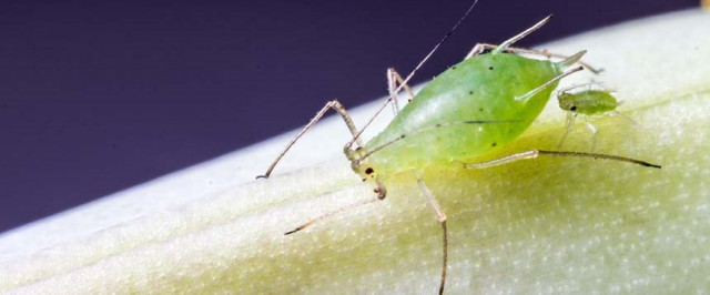 Aphid Identification Guide (Identify)