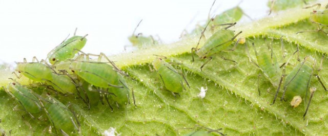 Aphid Prevention Guide (Prevent)