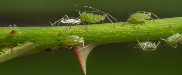 Aphid Treatment Guide (Treat)