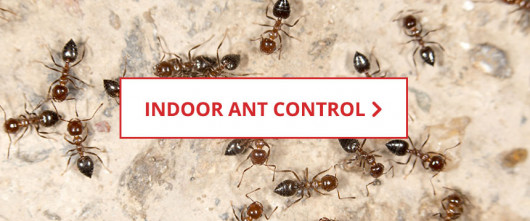 Indoor Ant Control