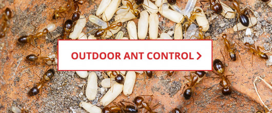 Outdoor Ant Control