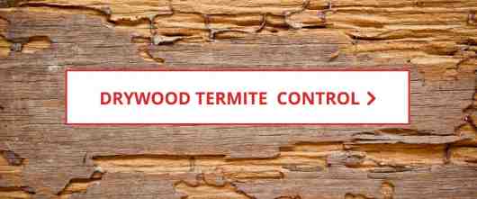 Shop Drywood Termite Control