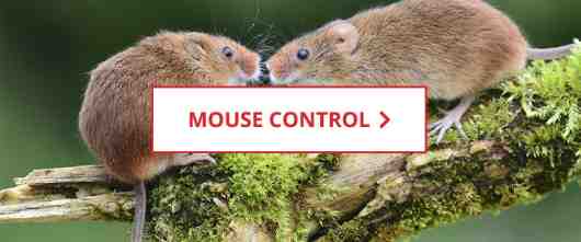 Shop Mouse Control