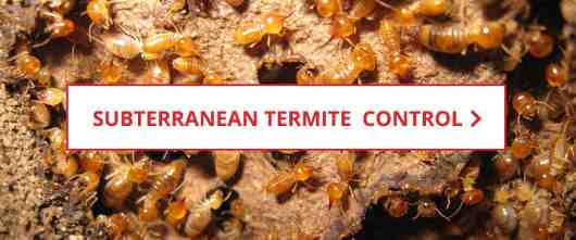 Subterranean Termite Control