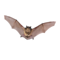 Bats