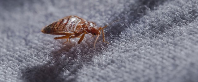 Hasil gambar untuk say goodbye to bedbugs