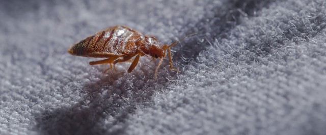 What Do Bed Bugs Look Like? (Identify)