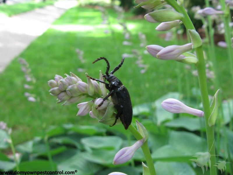 a photo of a blue milkweed beetle climbing a tall flowering plant