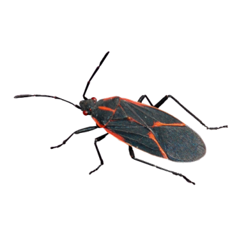 https://cdn.domyown.com/images/thumbnails/box-elder-bug/box-elder-bug.png.thumb_360x360.png