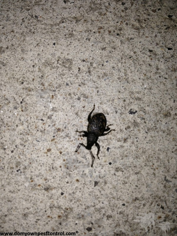 a photo of a broad-necked darkling beetle shown from above