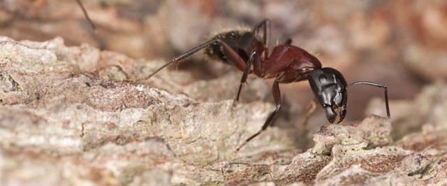 Carpenter Ants Identification Guide (Identify)
