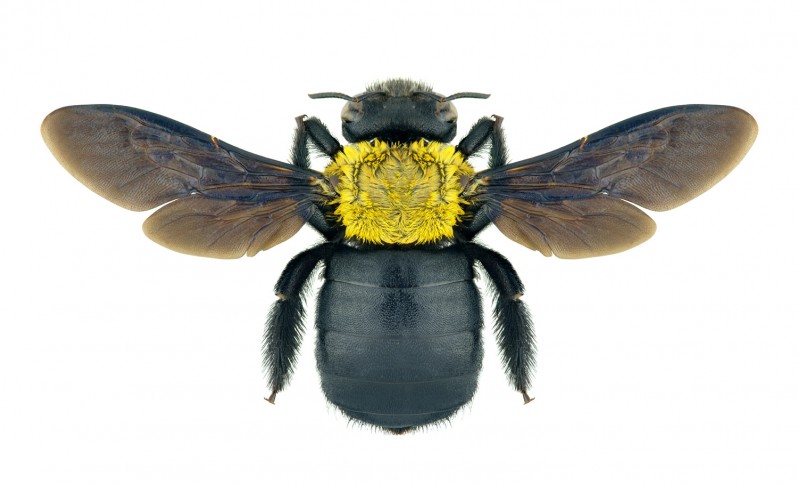 an overhead photo of a carpenter bee on a white background