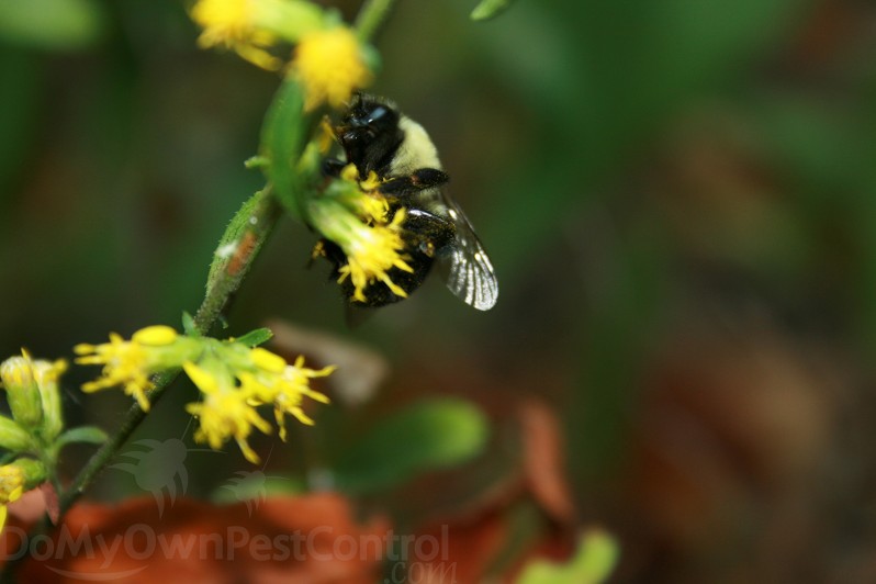 a carpenter beetle perched on a flowering plant