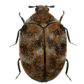 Carpet Beetles