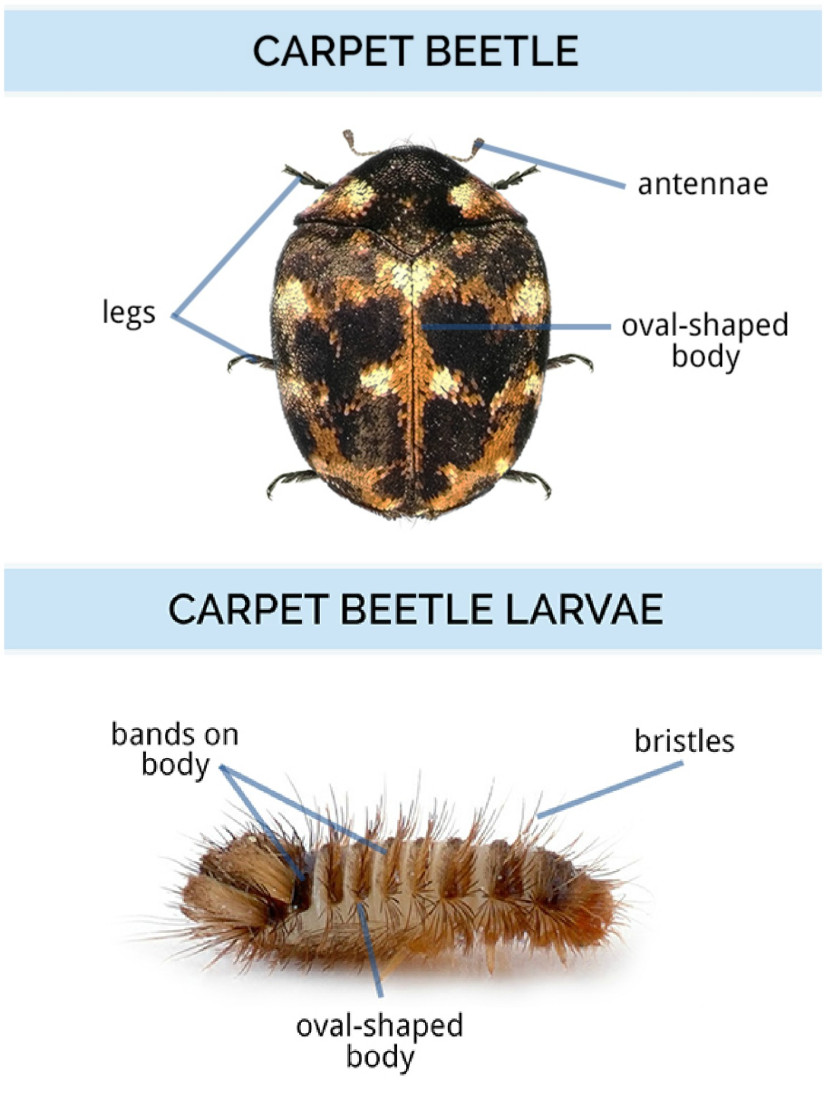 A graphic showing the anatomy of a carpet beetle and a carpet beetle larvae