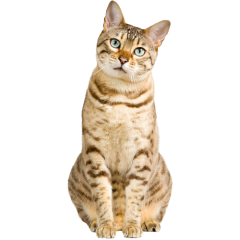 Cat Fleas