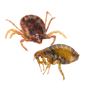 Flea & Tick