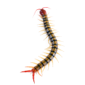 Centipedes