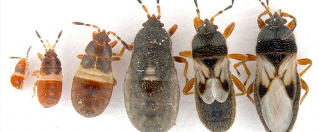 Chinch Bug Identification Guide (Identify)