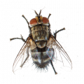 Cluster Flies