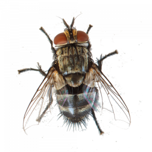 Cluster Flies