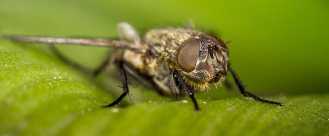 Cluster Fly Identification Guide (Identify)