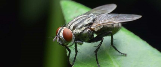 Cluster Fly Prevention Guide (Prevent)