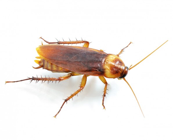 Image of a cockroach