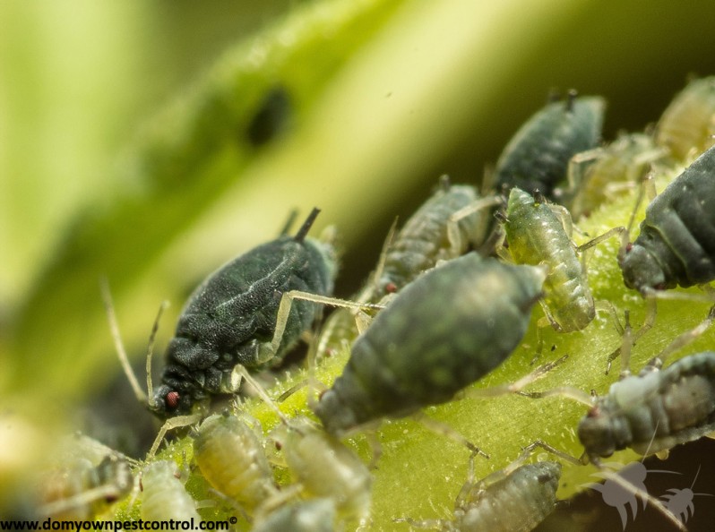 a close-up photo of several cotton aphids on a plant stem