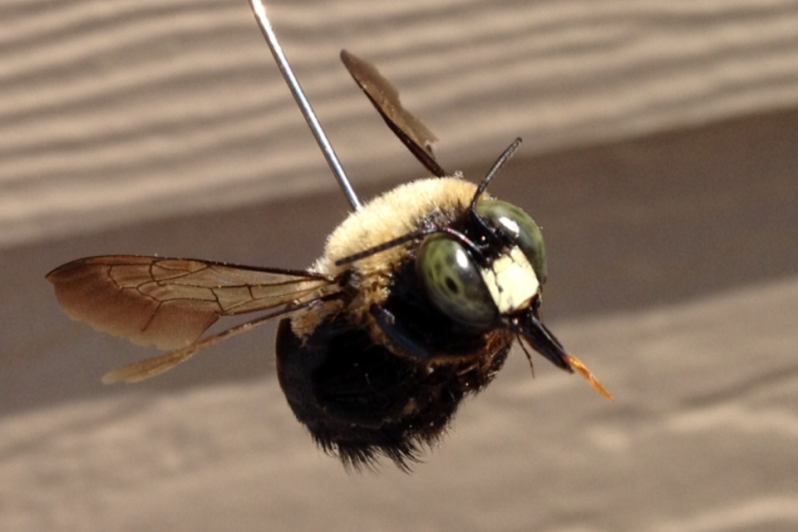 a front view photo of a carpenter bee mounted on a pin