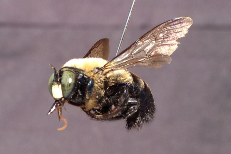 a side view photo of a carpenter bee mounted on a pin