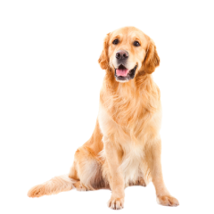Dog Fleas