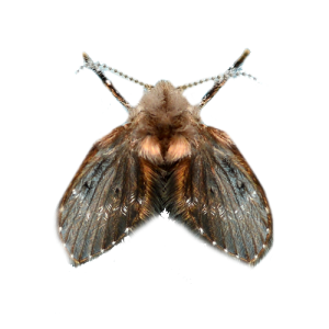 Drain Flies