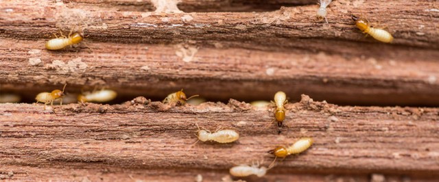 Drywood Termite Identification Guide (Identify)